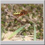 Nomada lathburiana - Wespenbiene w19.jpg